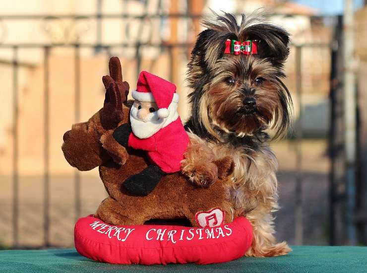 Yorkshire Terrier a Natale