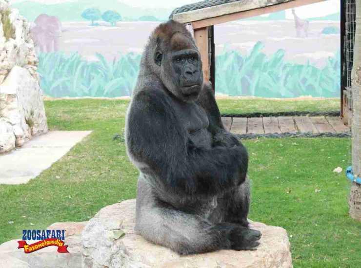 Riù gorilla dello Zoosafari di Fasano