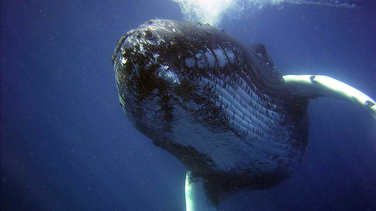 Balene nella lotta al riscaldamento globale