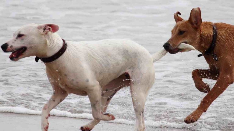 La coda dei cani può rompersi? Come tutelare la salute dei quattro zampe
