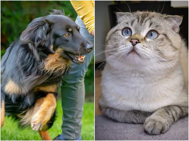 Cane e gatto tra le razze più intelligenti