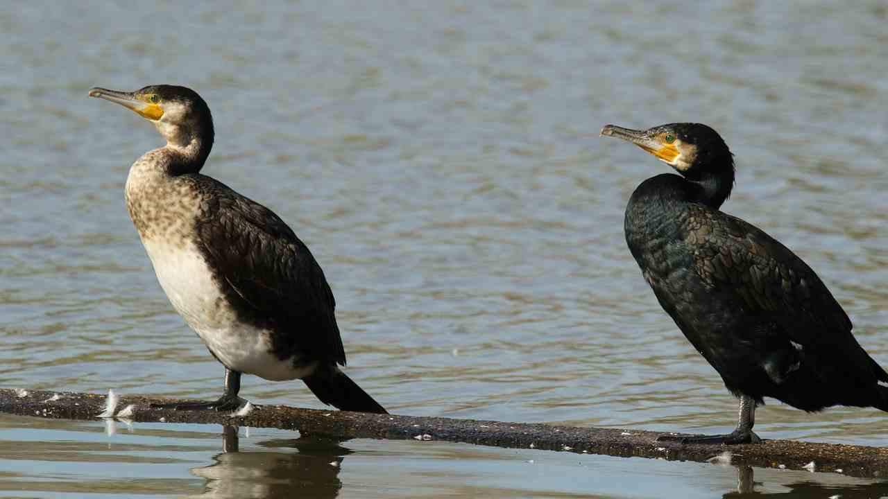 Invasione di cormorani in Puglia