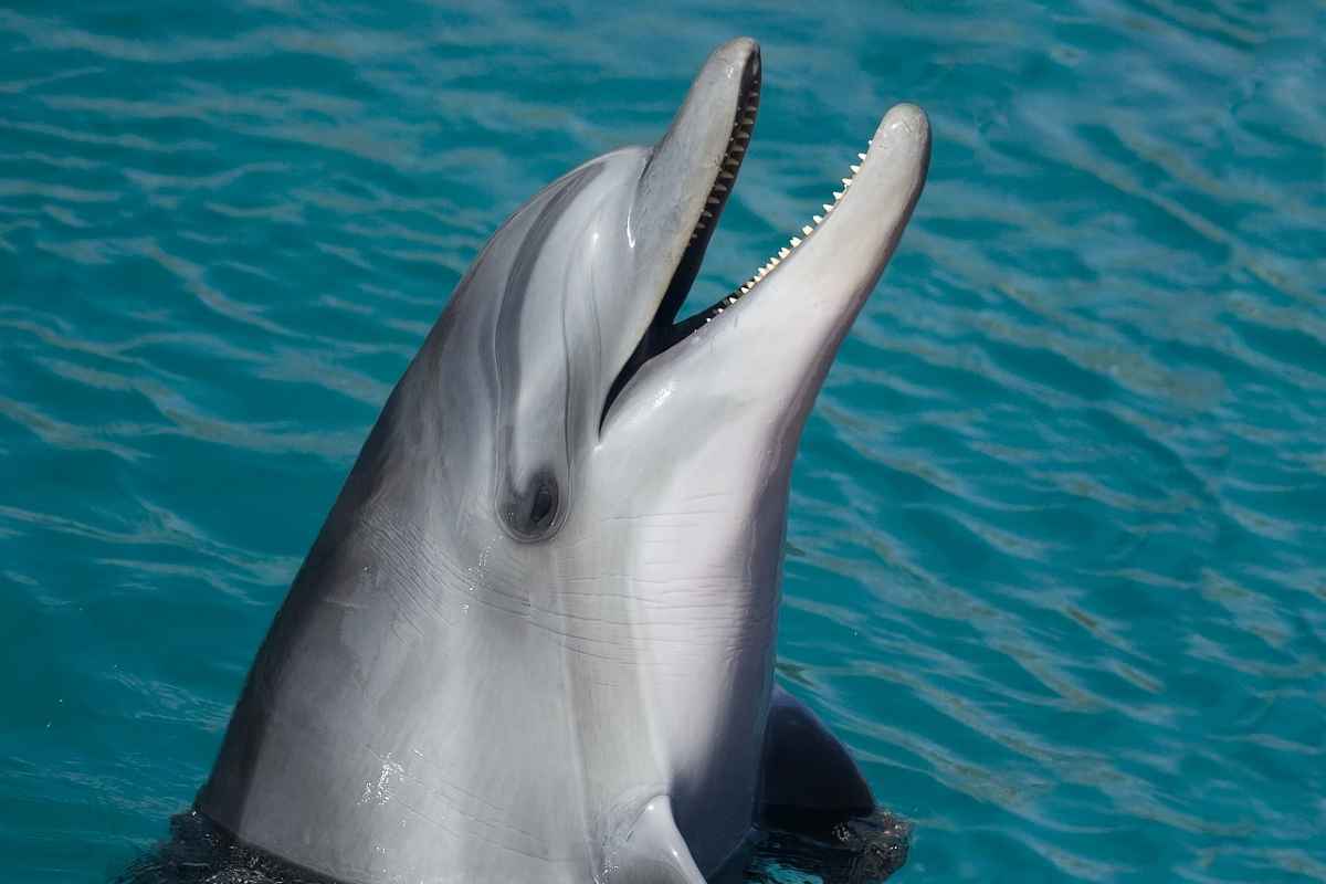 Voce dei delfini