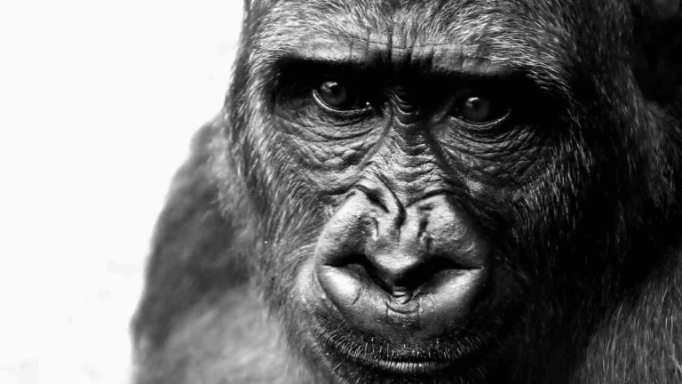 La storia di Riù, l’ultimo gorilla rinchiuso in uno zoo italiano