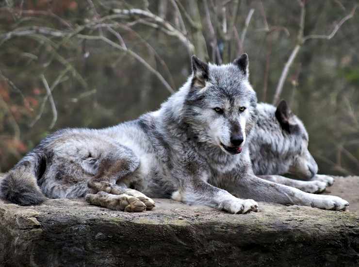 Coppia di lupi artici