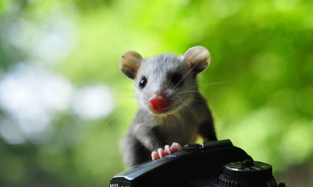 Trovato mammifero minuscolo: più piccolo di un mignolo - Velvet Pets
