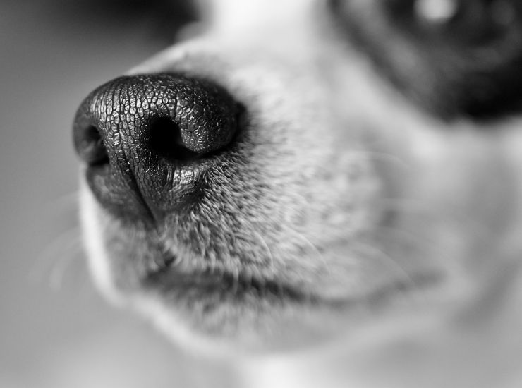 Naso di un cane