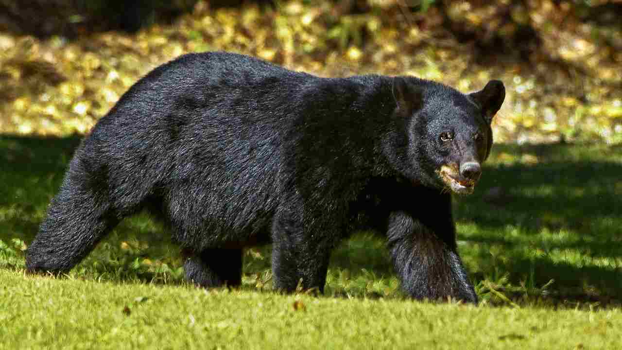 Gli orsi neri cambiano il colore della pelliccia