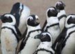 Pinguini morti a causa dell'aviaria