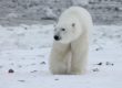 Orso polare predatore artico