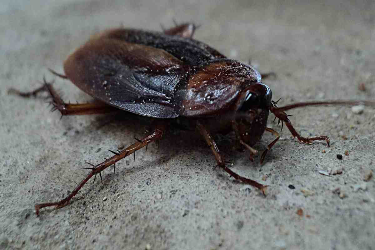 Uno scarafaggio con il nome dell'ex