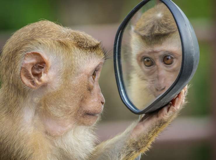 Scimmia che si guarda in uno specchio