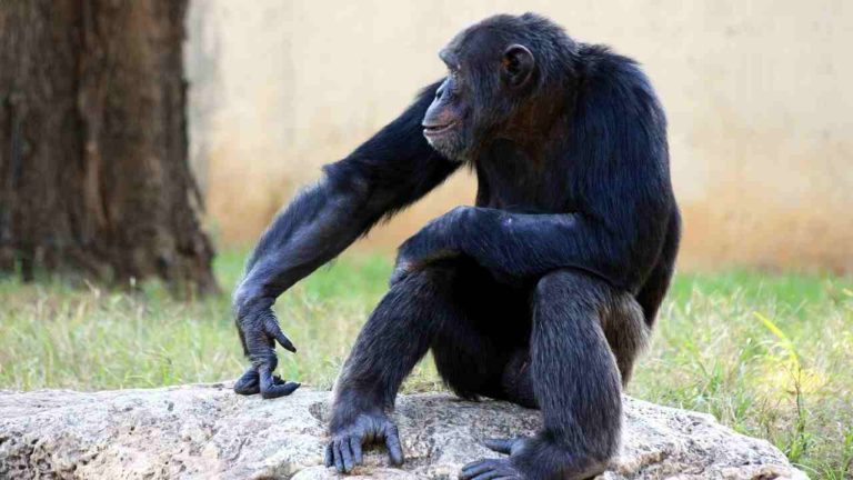 Le scimmie hanno inventato gli strumenti in pietra prima dell’uomo?