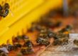 Arriva primo vaccino per api