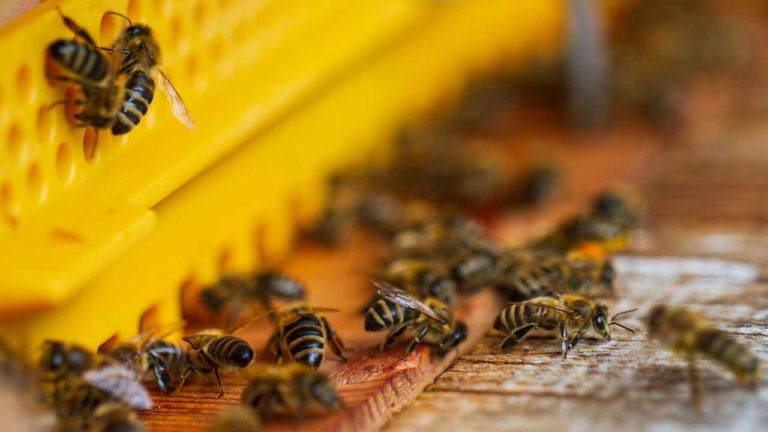 Arriva il primo vaccino per api: ecco a cosa serve