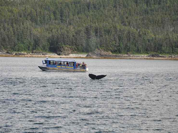 Turisti che praticano whale watching
