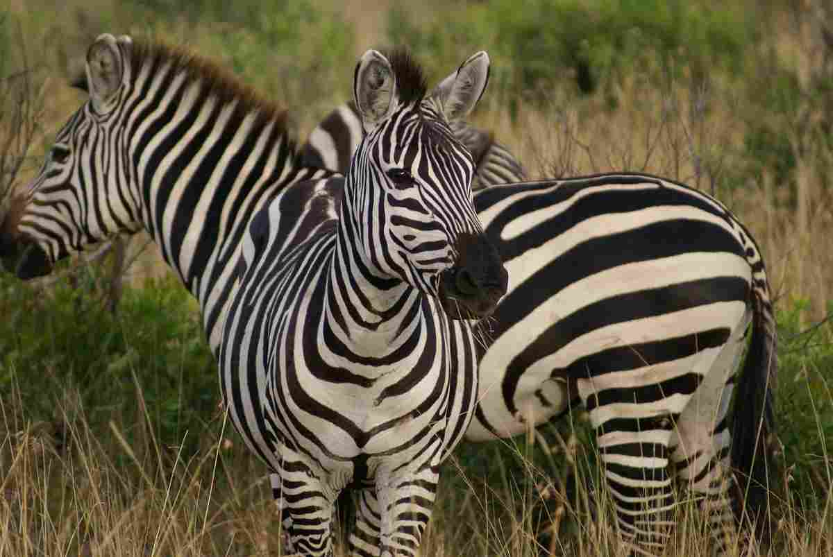 Zebre, animali a strisce
