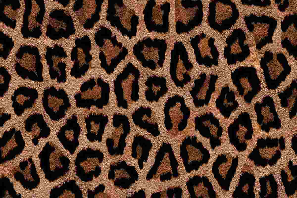 animalier leopardato