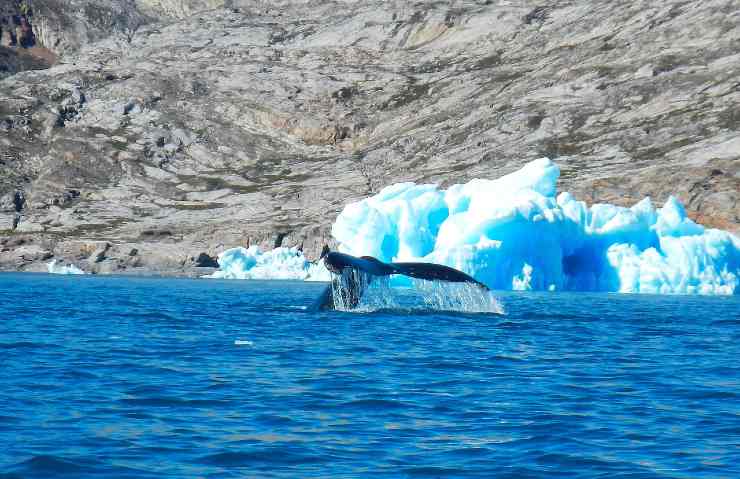 balena della Groenlandia