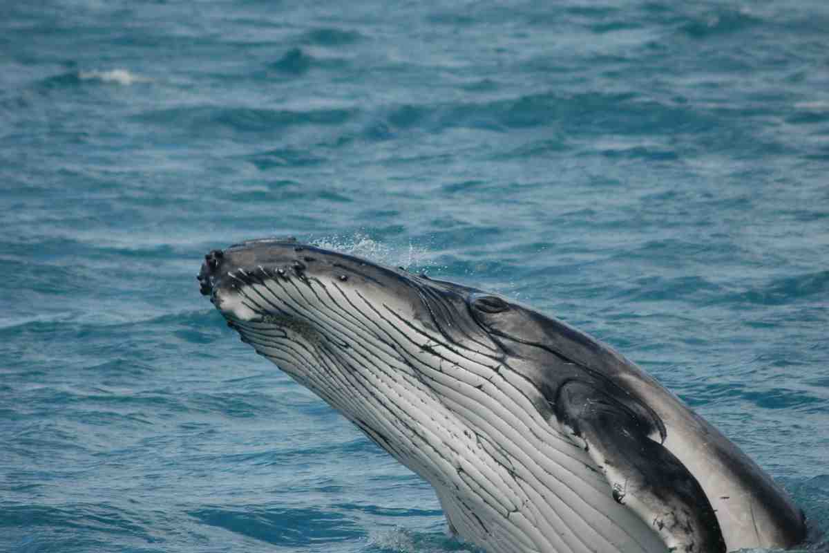 Balene e corteggiamento