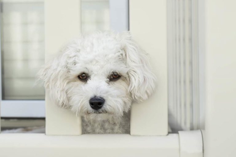 Cura per cani ansiosi: la suggerisce uno studio