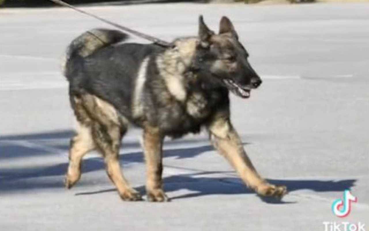 Proteo cane soccorso morto in Turchia