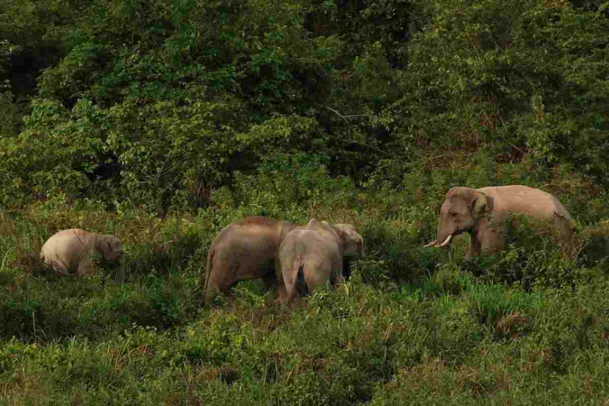 Elefanti nella foresta