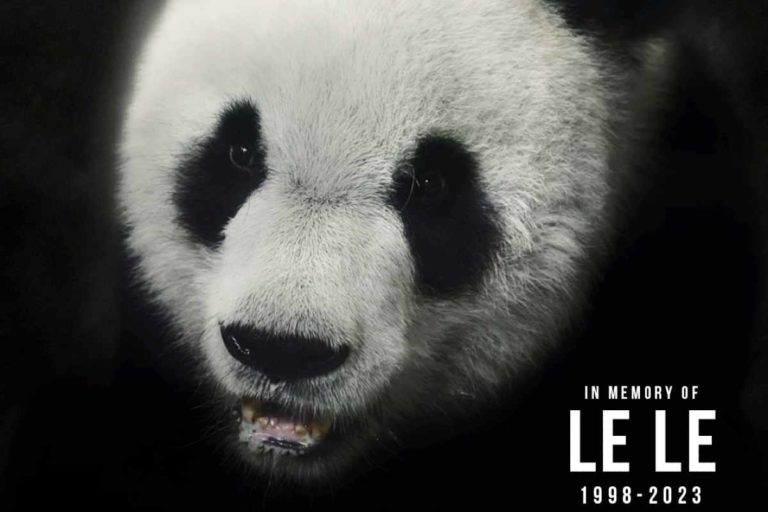 Polemiche sulla morte del panda gigante Le Le: 20 anni in uno zoo