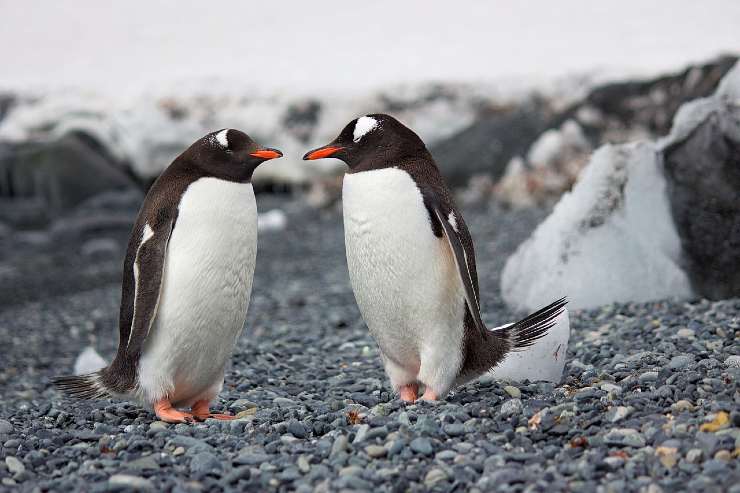 Coppia di pinguini
