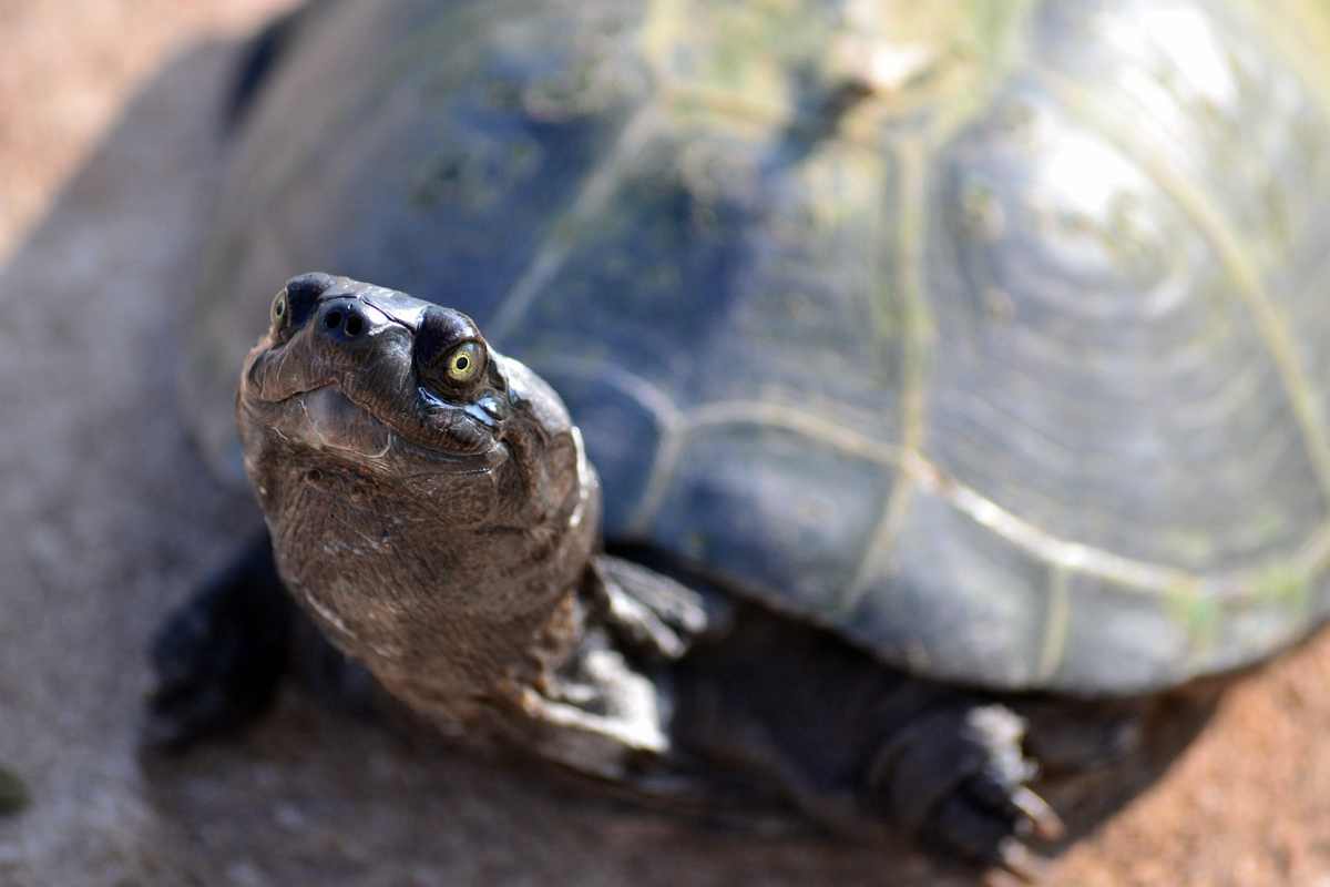 Tartaruga tra gli animali più longevi