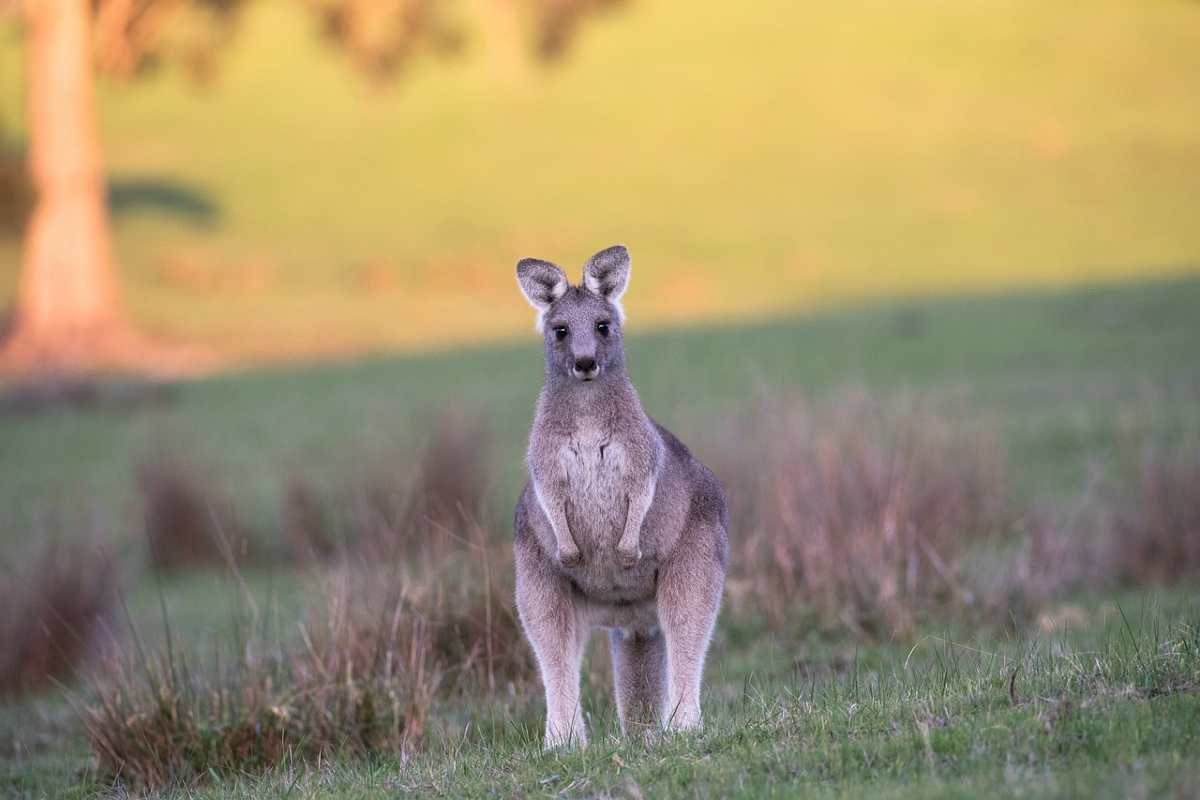 Caccia ai canguri in Australia