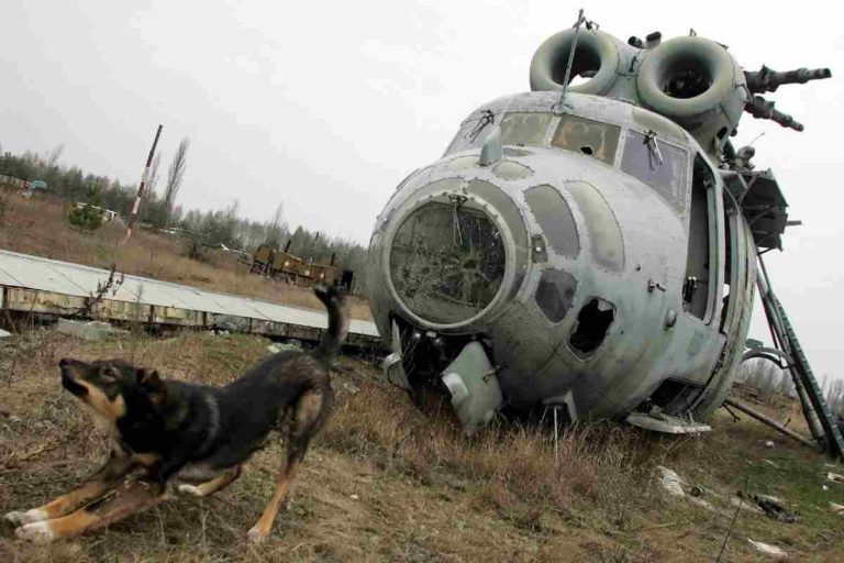 I cani di Chernobyl: come le radiazioni hanno cambiato il loro DNA