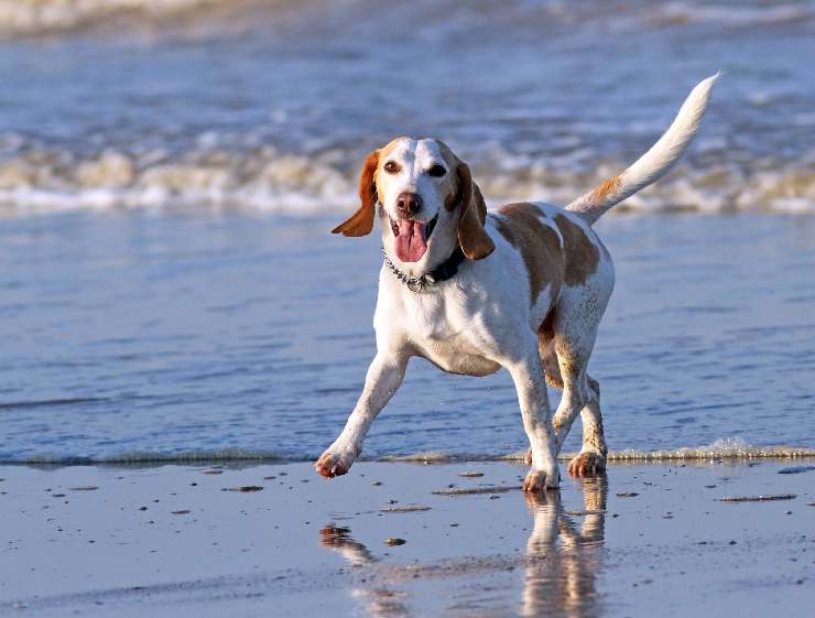 Cane beagle in spiaggia