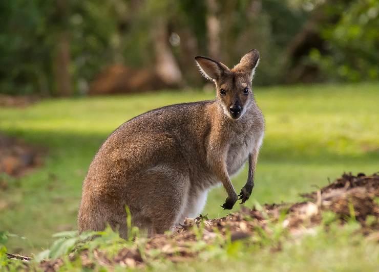 Canguro wallaby