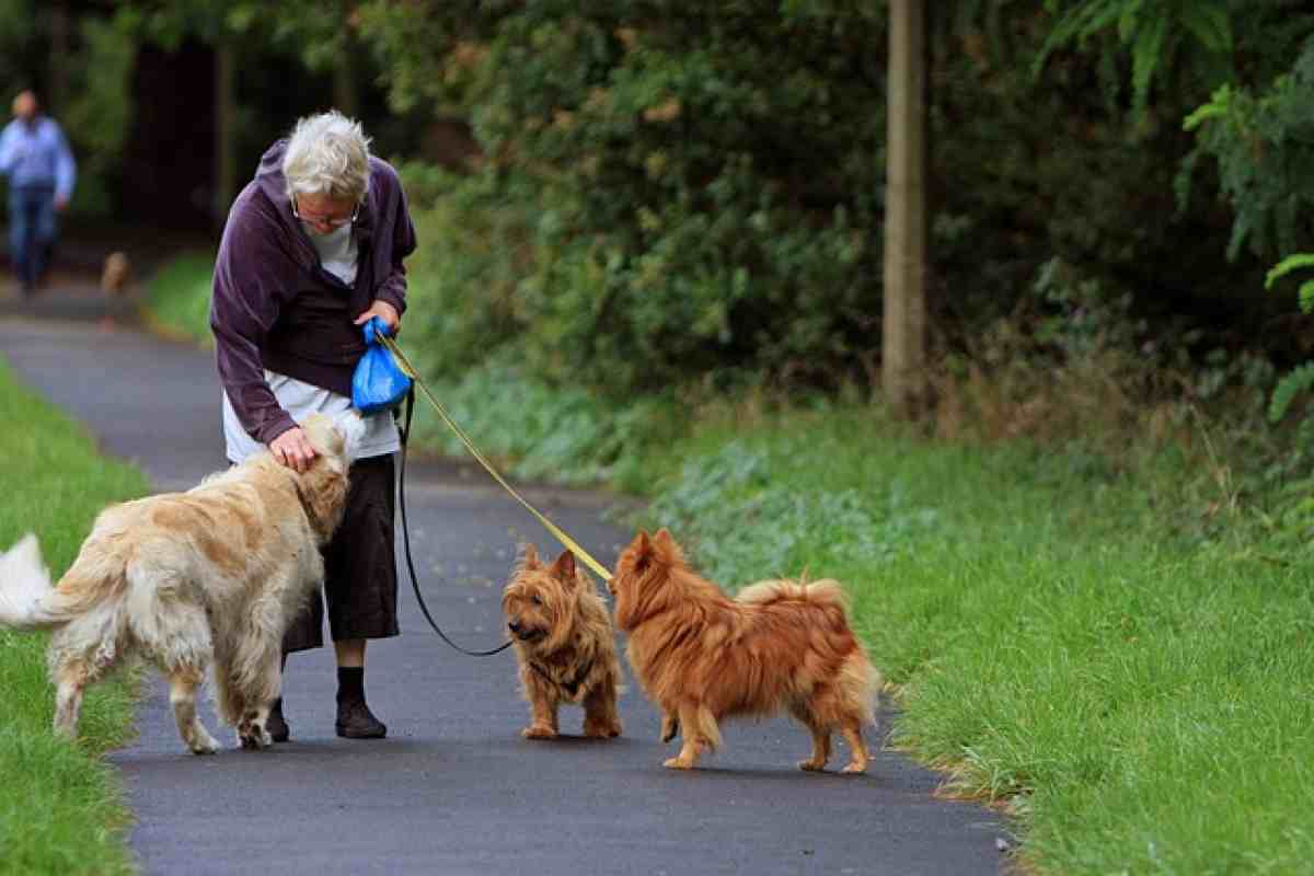 Cani e anziani