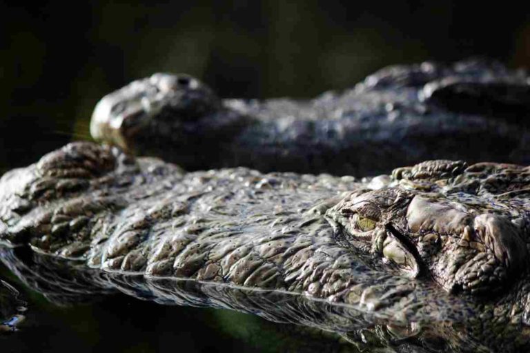 Africa: la siccità uccide 10mila coccodrilli