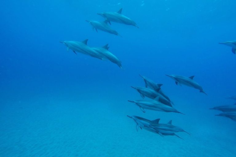 Delfini: come trovano le prede al buio?
