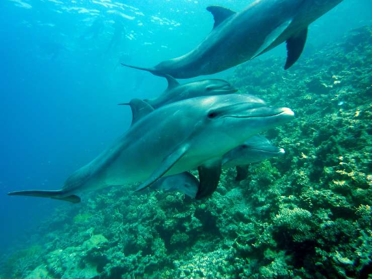 Delfini in fondo al mare