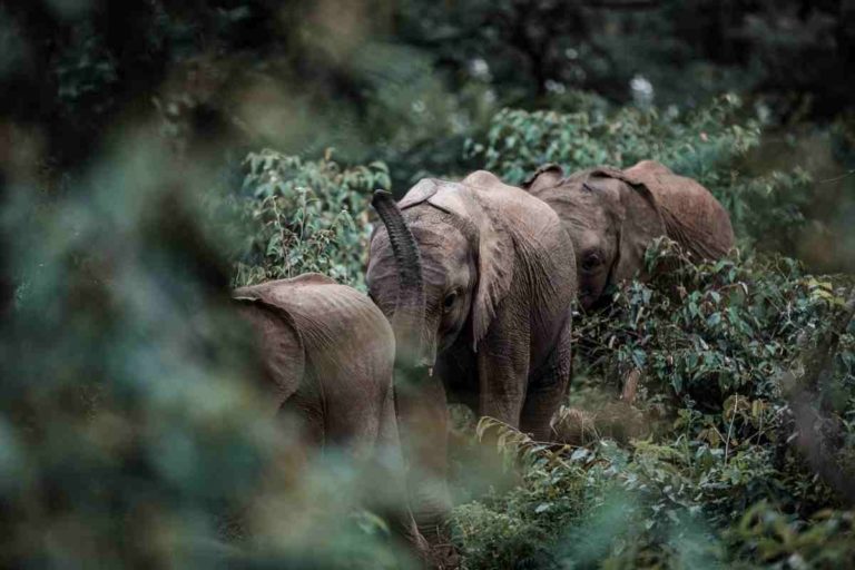Elefanti, i turisti deformano le loro schiene