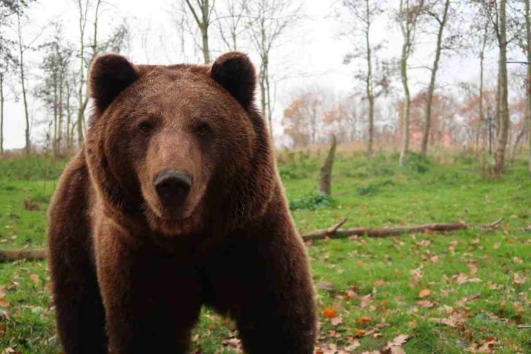 Escursionista ferito da un orso, Oipa a Fugatti: “Tuteli la fauna”