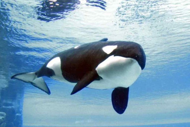 Morta Kiska, orca vissuta 43 anni in cattività