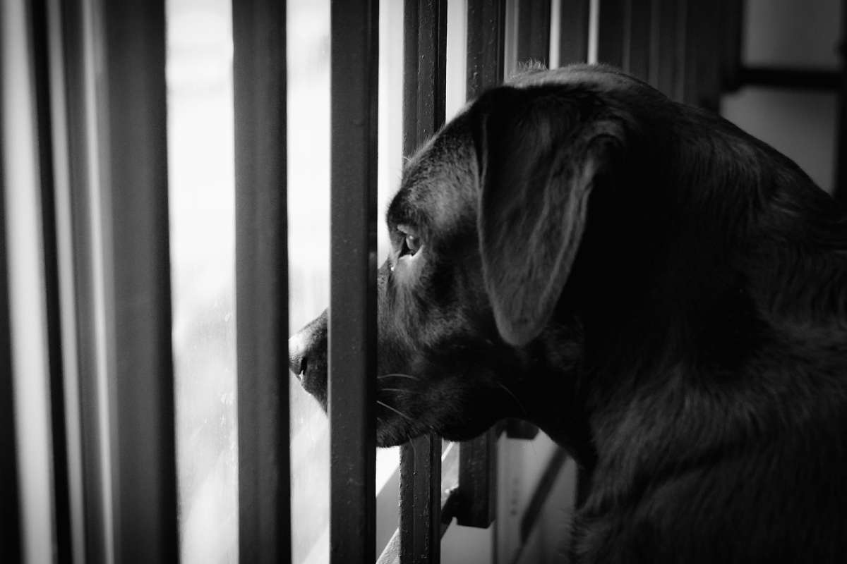 Pet Therapy in carcere