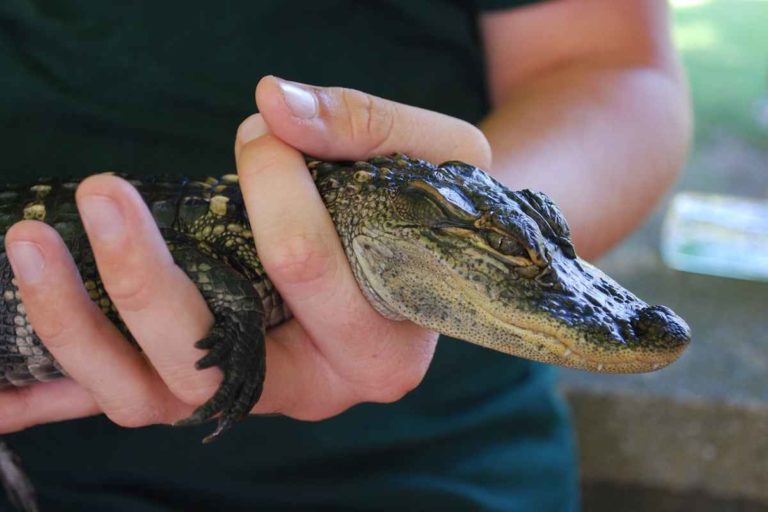 Ruba uovo di alligatore e lo alleva in giardino: scoperta dopo 20 anni