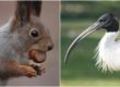 Eradicazione scoiattolo grigio e ibis sacro