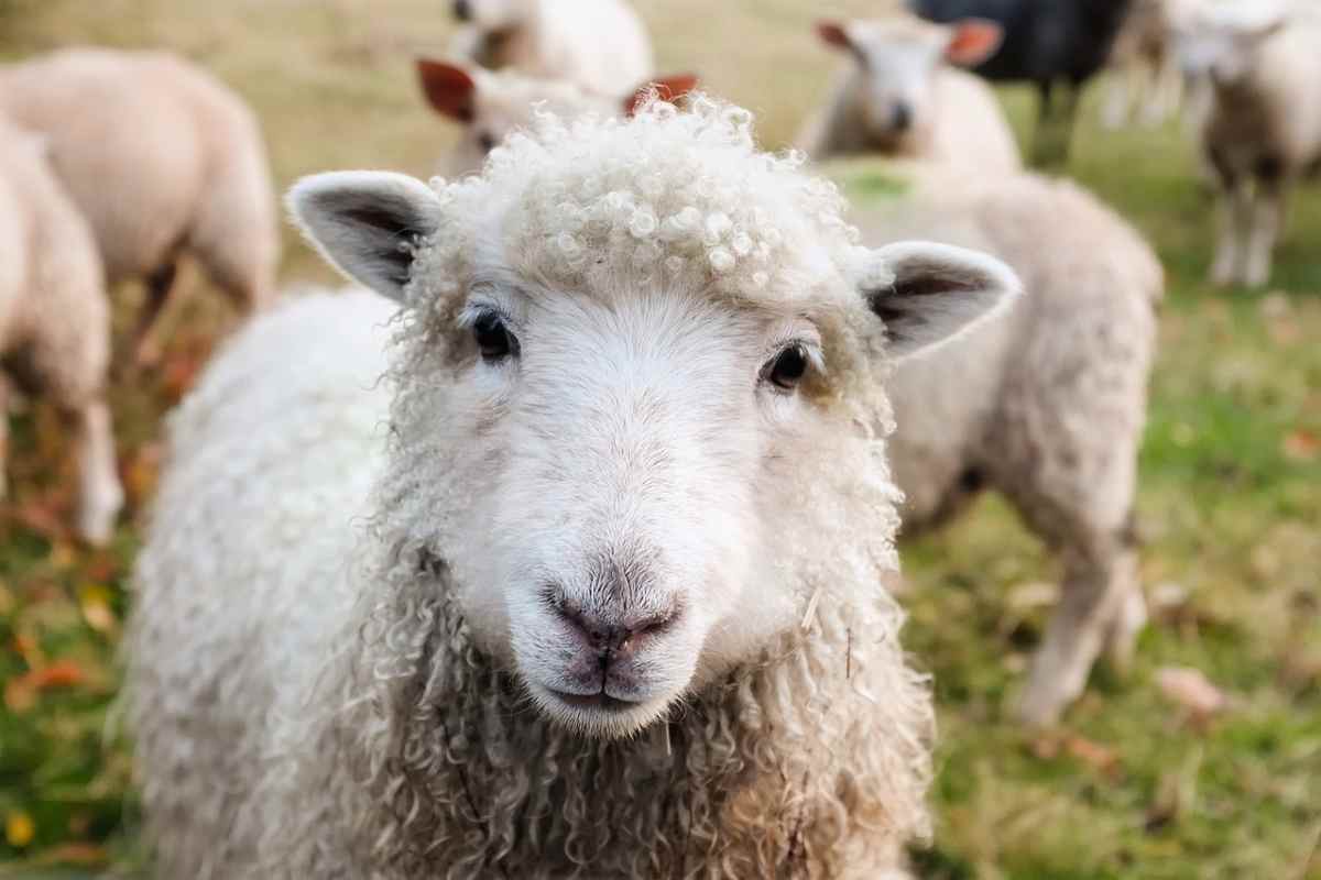 Studio sulle pecore