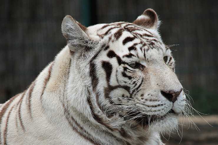 Tigre bianca adulta