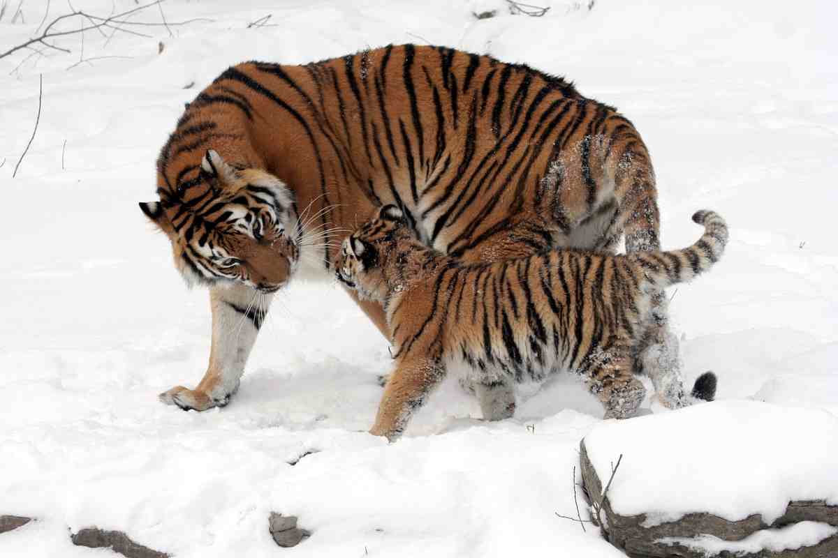 Bracconaggio mamma tigre e cucciolo