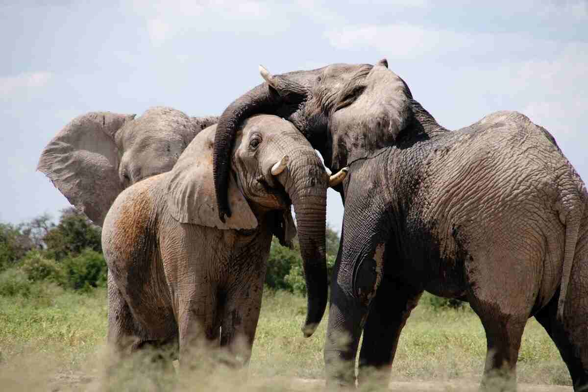 Elefanti memoria olfattiva