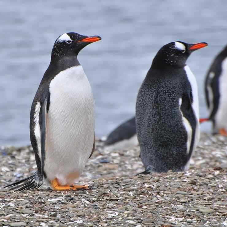 Pinguini Papua