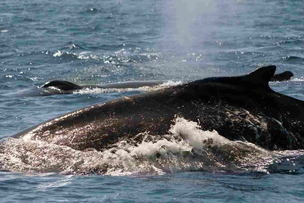 Cetacei balene